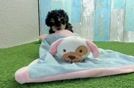 Akc Registered Poodle Baby