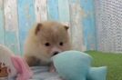 Pomeranian Pup Being Cute