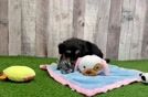 Cute Mini Aussiedoodle Baby