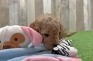 Mini Goldendoodle Puppy for Adoption