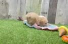 Maltipoo Puppy for Adoption