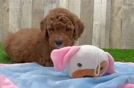 Mini Goldendoodle Puppy for Adoption