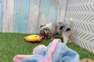 Funny Aussiechon Designer Pup