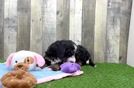 Meet Grogu - our Mini Bernedoodle Puppy Video