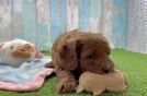 Energetic Cavoodle Poodle Mix Puppy