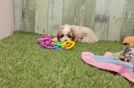 Meet Tiara - our Cavapoo Puppy Video