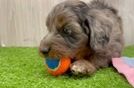 Little Mini Aussiepoo Poodle Mix Puppy