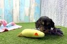 Sweet Cavapoo Baby