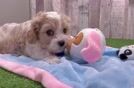 Funny Cavachon Designer Pup