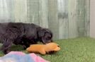 Meet Lil Debbie - our Mini Aussiedoodle Puppy Video