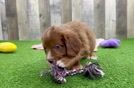 Energetic Cavoodle Poodle Mix Puppy