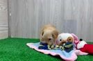 Meet Neiman - our Maltipoo Puppy Video