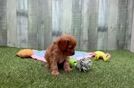 Best Cavapoo Baby