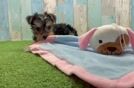 Funny Yorkshire Terrier Purebred Pup
