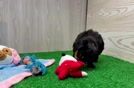 Yorkie Poo Pup Being Cute