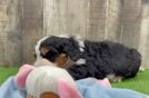 Friendly Mini Bernedoodle Baby