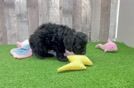 Popular Cockapoo Poodle Mix Pup