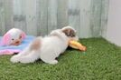 Little Shichon Designer Puppy