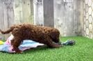 Adorable Cavalier King Charles Spaniel and Poodle Mix Poodle Mix Puppy
