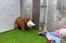Meet Adolfo - our Maltipoo Puppy Video