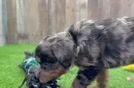 Meet Beefcake - our Mini Bernedoodle Puppy Video