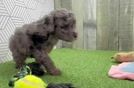 Meet Bacon - our Poodle Puppy Video  - Premier Pups Playful Poodle Baby