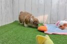Energetic Havanese Shih Tzu Mix Designer Puppy