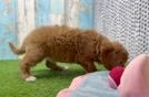 Cavapoo Puppy for Adoption