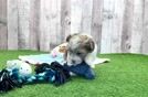 Little Havadoodle Poodle Mix Puppy