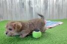 Morkie Puppy for Adoption