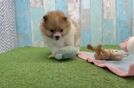 Playful Pomeranian Purebred Pup