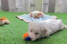 Bichon Frise Puppy for Adoption