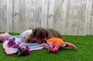 Meet Slim - our Dachshund Puppy Video