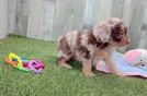Cute Mini Aussiedoodle Baby