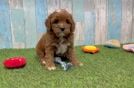 Happy Cavapoo Baby