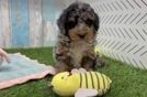 Mini Bernedoodle Pup Being Cute