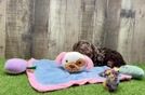 Small Poodle Baby