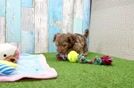 Hypoallergenic Yorkie Doodle Poodle Mix Puppy