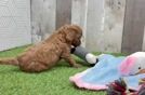 Adorable Cavalier King Charles Spaniel and Poodle Mix Poodle Mix Puppy