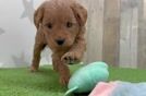 Best Mini Goldendoodle Baby