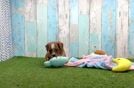 Cavapoo Puppy for Adoption