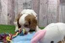 Cute Cavalier Purebred Puppy