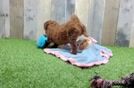 Meet Karma - our Mini Goldendoodle Puppy Video