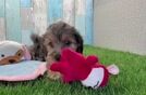 Petite Yorkie Poo Poodle Mix Pup