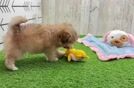 Smart Havapoo Poodle Mix Pup