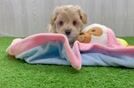 Petite Maltipoo Poodle Mix Pup