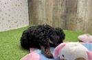 Poodle Pup Being Cute