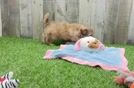 Best Shih Poo Baby