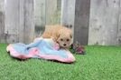Meet Pooka - our Maltipoo Puppy Video