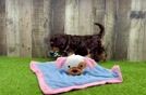 Meet Kaiser - our Cavapoo Puppy Video